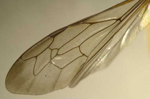 Réf. 218 270 : Cerceris rybyensis